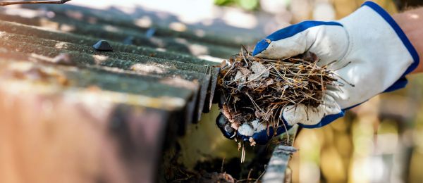 Pine Needle Gutter Cleaning in Wesley Chapel